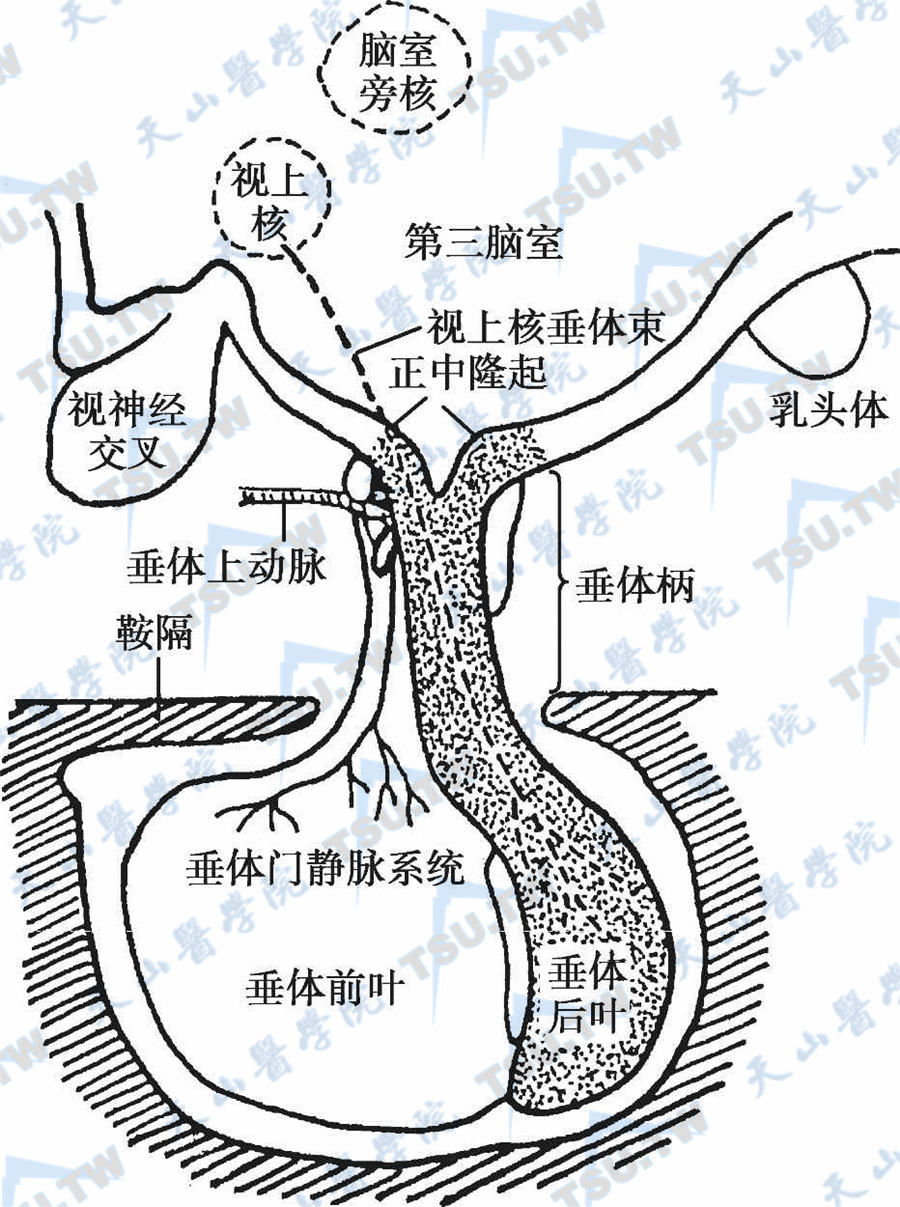 垂体窝解剖图图片