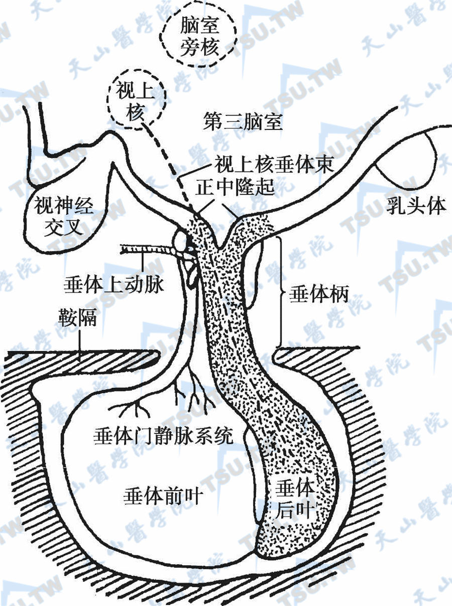 垂体柄矢状解剖图图片