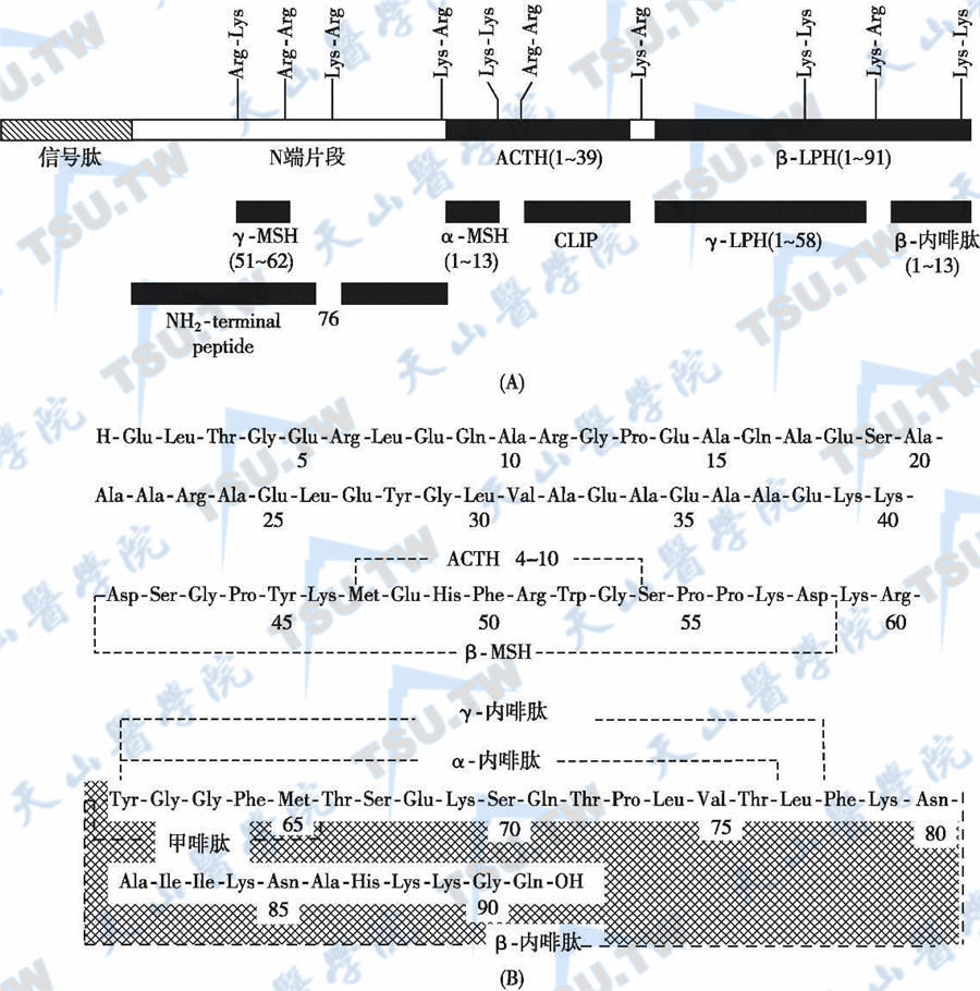 POMC、ACTH及其前体的分子结构