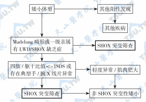 SHOX缺乏症的筛查流程