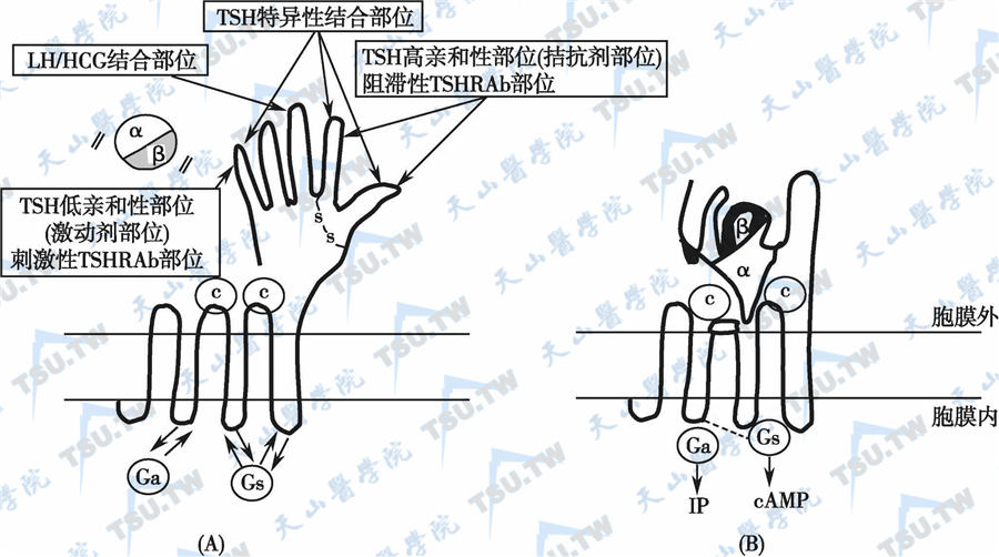 促甲状腺素不敏感综合征（TSH抵抗综合征）