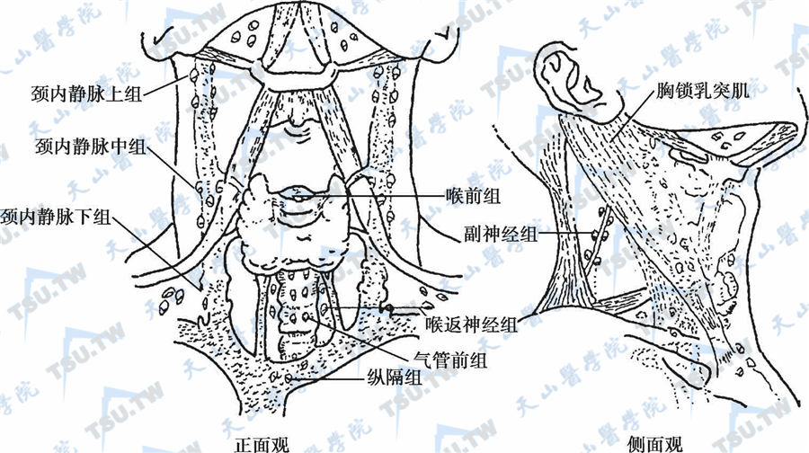 甲状腺的淋巴引流分区