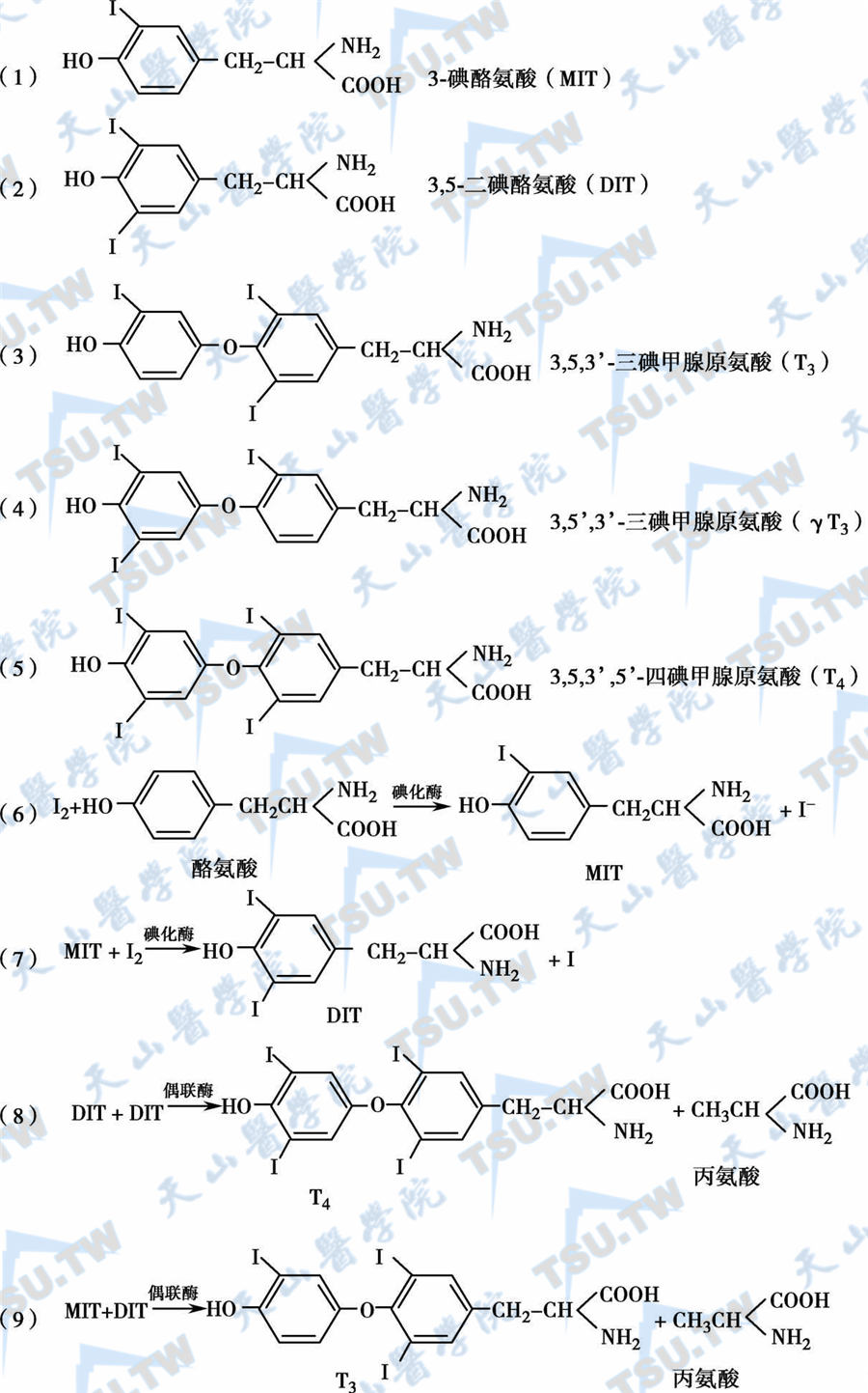 甲状腺激素（TH）