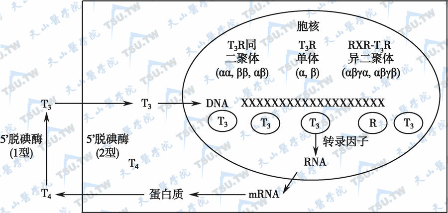 T3的作用原理