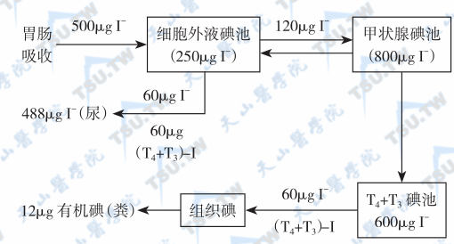 碘代谢与碘相关性疾病