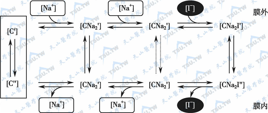  Na+/I-同转运体的碘转运机制