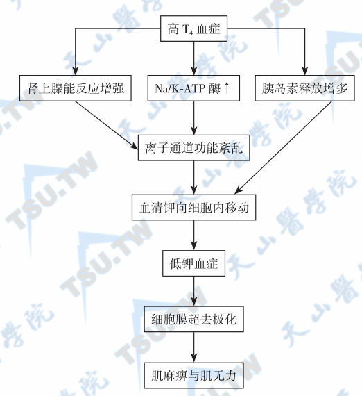  甲亢性周期性麻痹和肌无力的发病机制