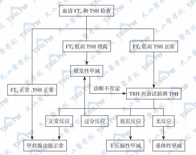   甲减的诊断程序