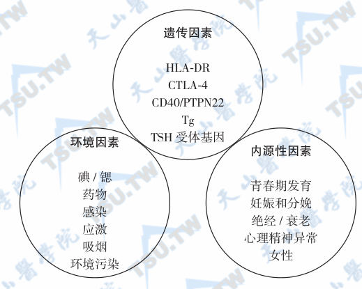 自身免疫性甲状腺病（自身免疫性甲状腺炎）