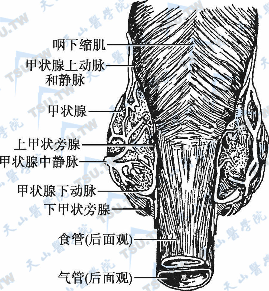   甲状旁腺（后面观）