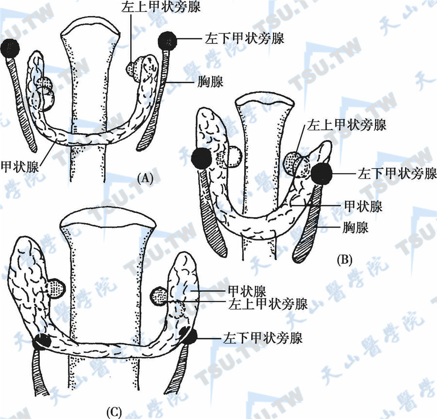 甲状旁腺的胚胎组织学