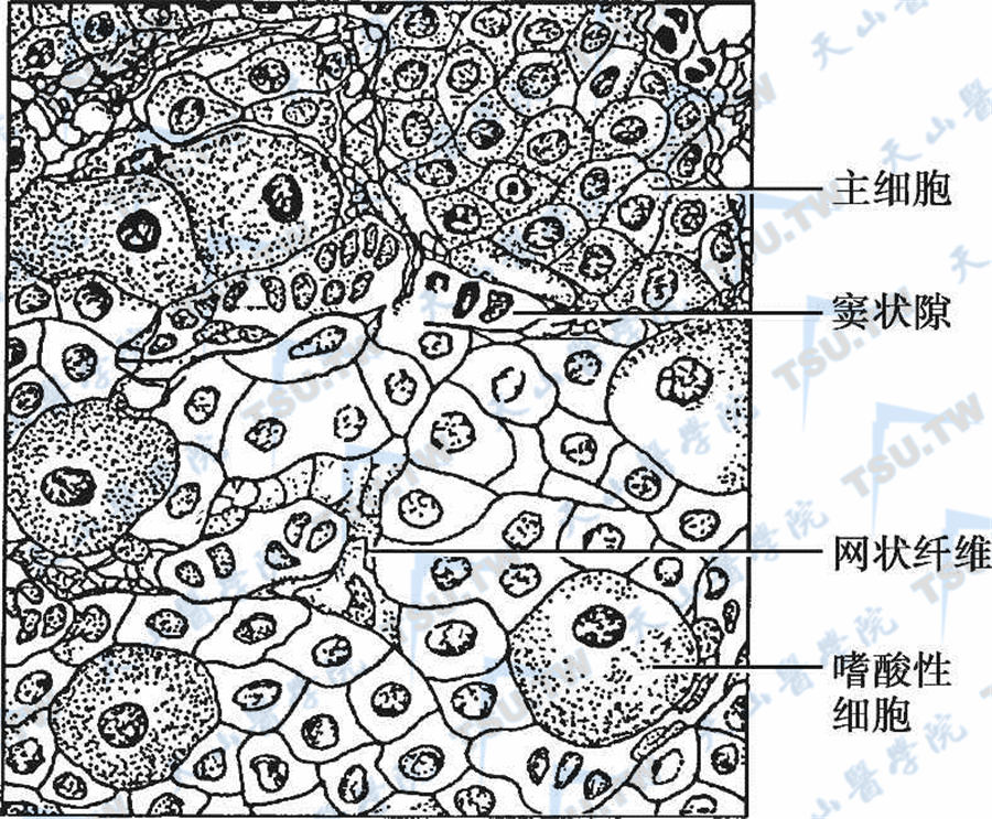 甲状腺微细结构图图片