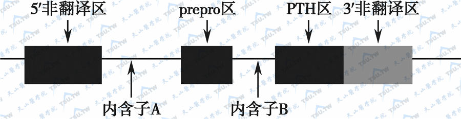 甲状旁腺素基因的结构示意图