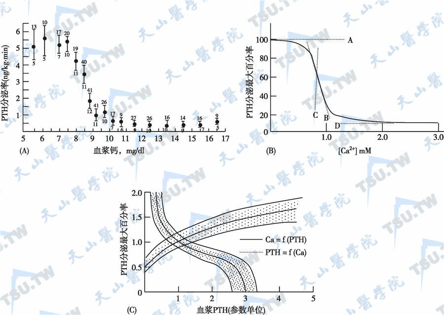  甲状旁腺素（PTH）与血钙的变化关系
