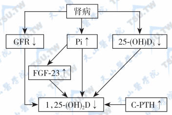  慢性肾病VD缺乏的发生机制