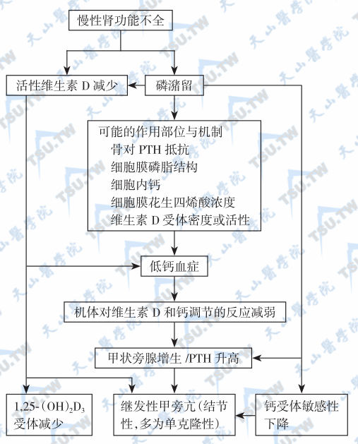 慢性肾衰致继发性甲旁亢的发病机制