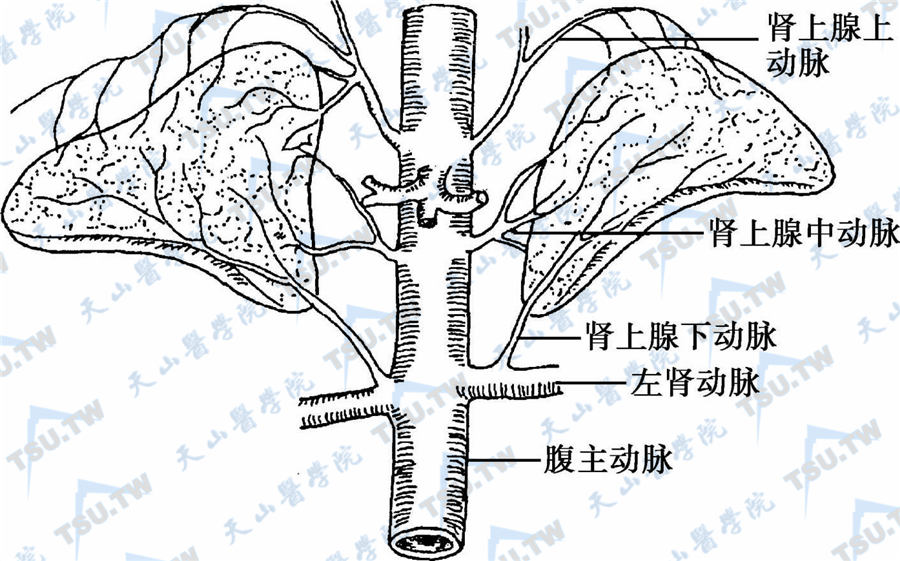  肾上腺的动脉血液供应