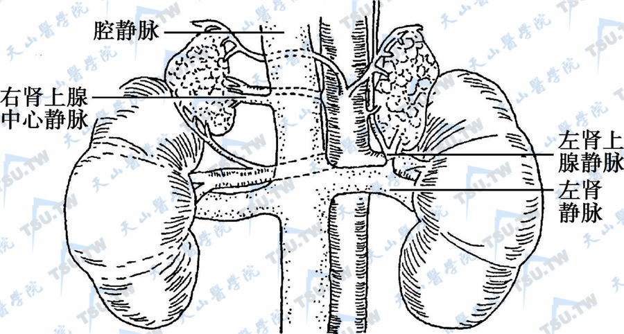  肾上腺的静脉回流