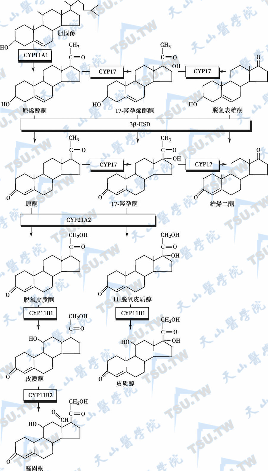  肾上腺皮质类固醇激素的合成途径