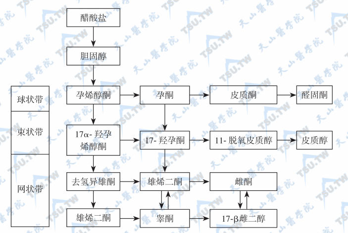  肾上腺皮质激素的合成途径