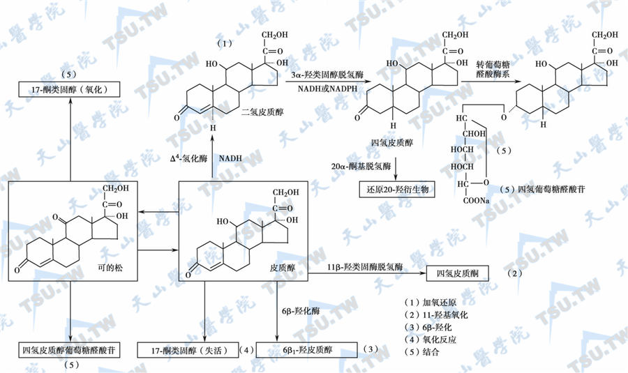  皮质醇的降解代谢途径