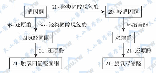  醛固酮的降解代谢