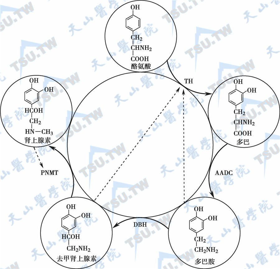儿茶酚胺的合成途径