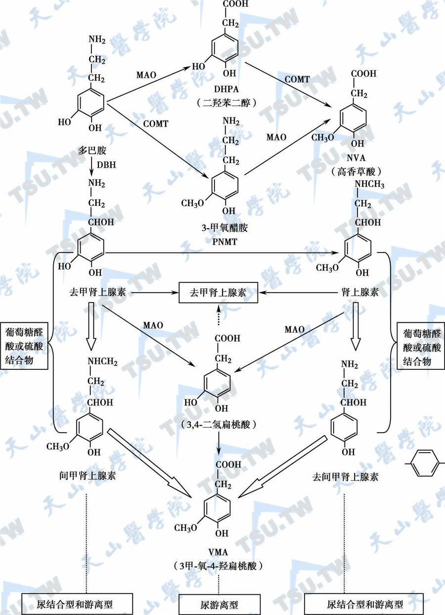  儿茶酚胺的主要代谢途径