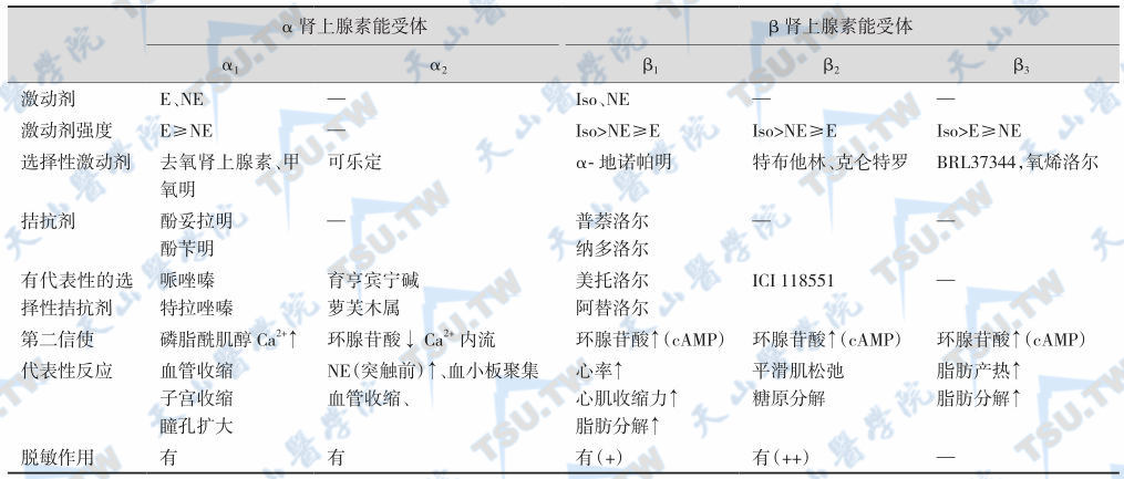 肾上腺素能受体亚型的比较：