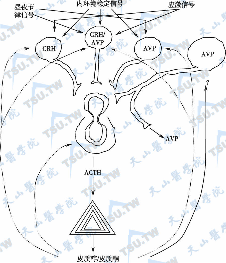 下丘脑-垂体-肾上腺轴及其调节