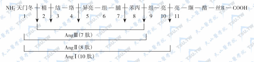 血管紧张素不同代谢产物及酶的作用