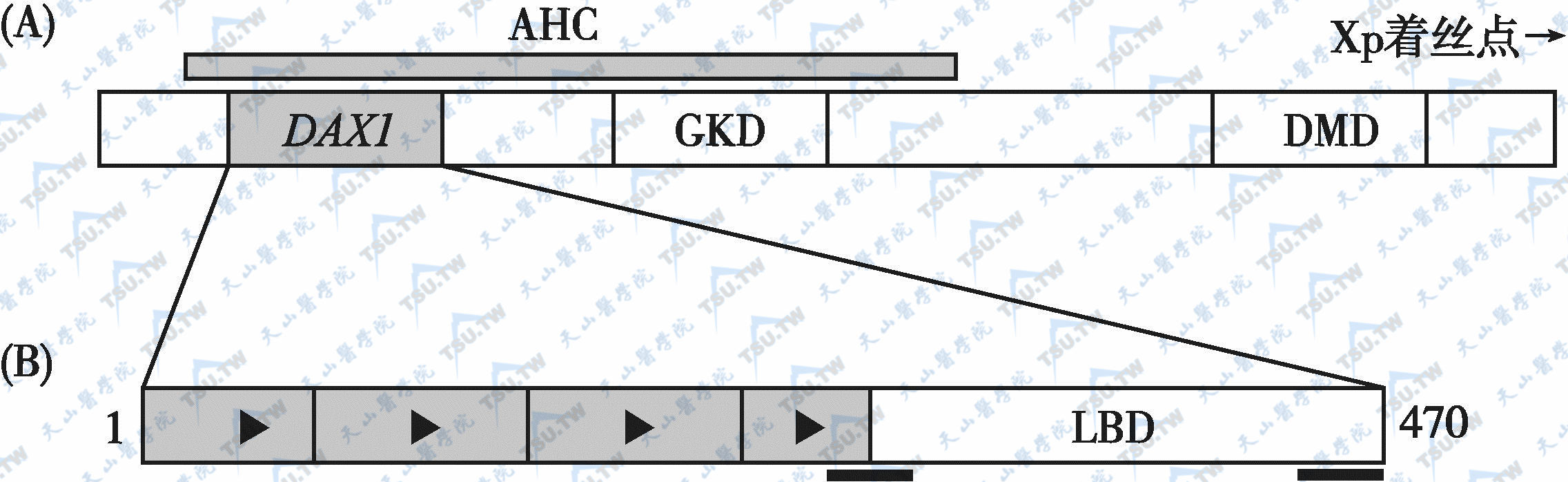  DAX1基因的结构