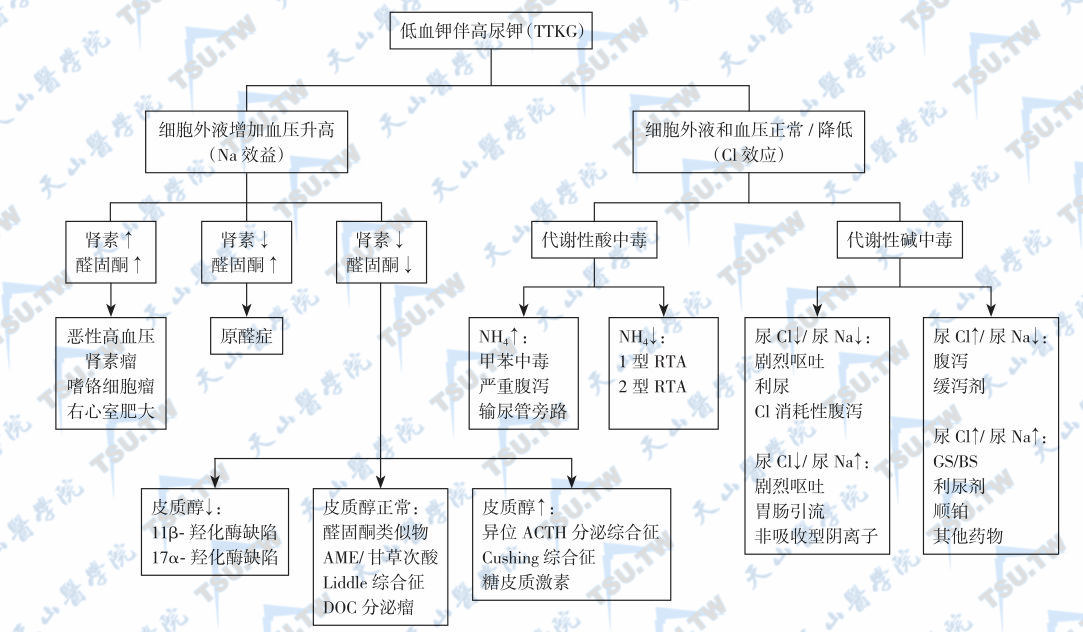  低血钾伴高尿钾（TTKG）的鉴别程序