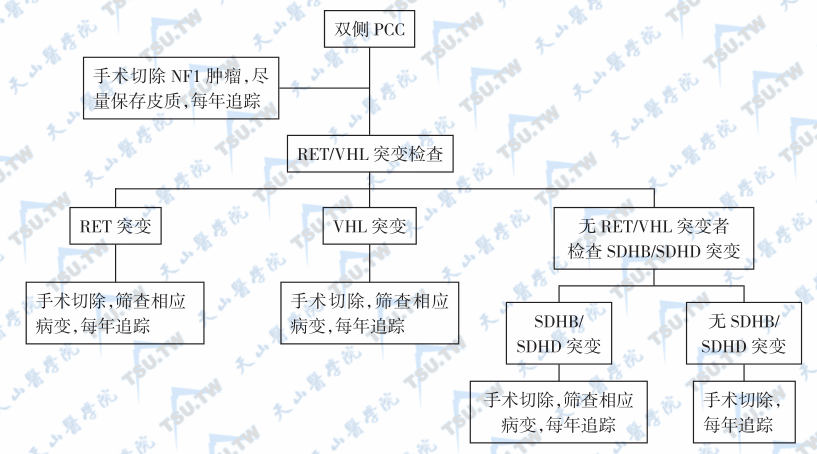  双侧PCC病例的遗传筛查