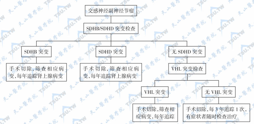  交感神经副神经节瘤的遗传筛查