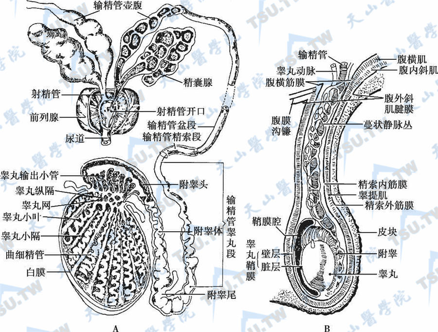  睾丸及其附属器官；注：A：睾丸的结构与排精系统；B：睾丸、附睾与精索