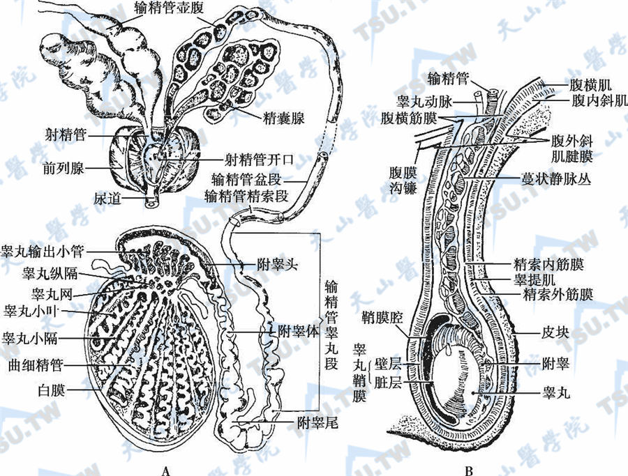 阴囊睾丸解剖层次图片