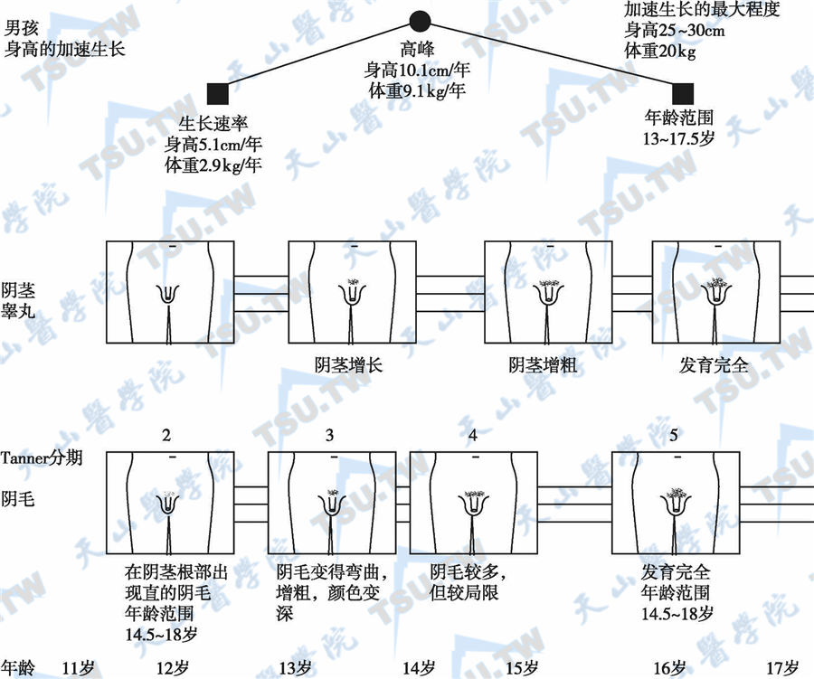  青春期男性的性成熟和体格生长