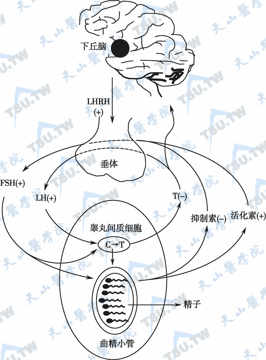 女性下丘脑垂体性腺轴图片