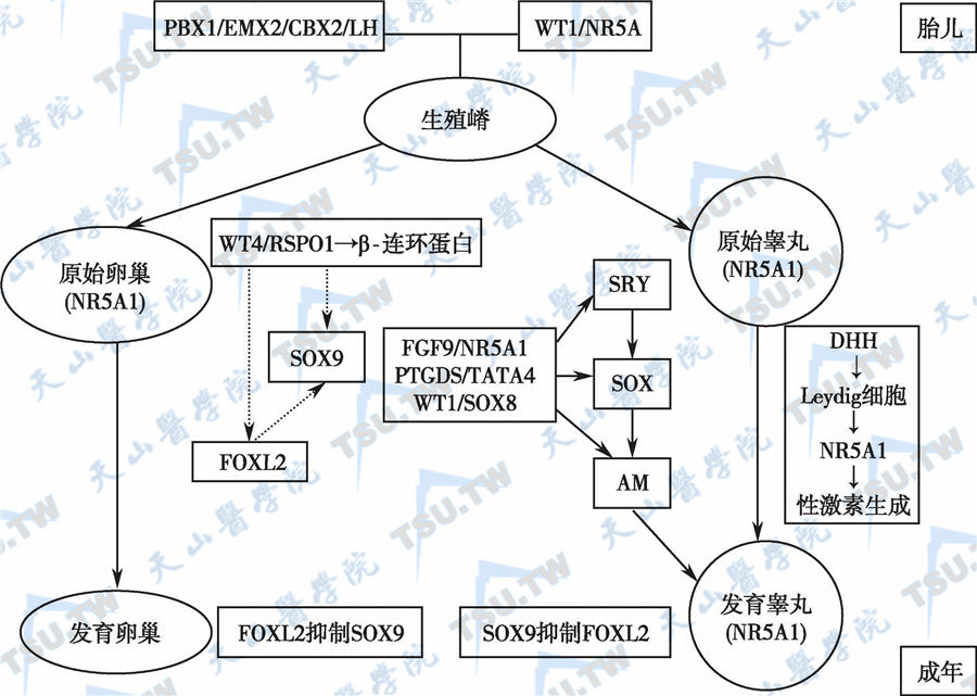 男性性发育障碍：性分化