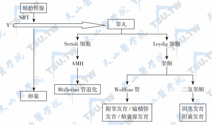  男性性分化调节因子