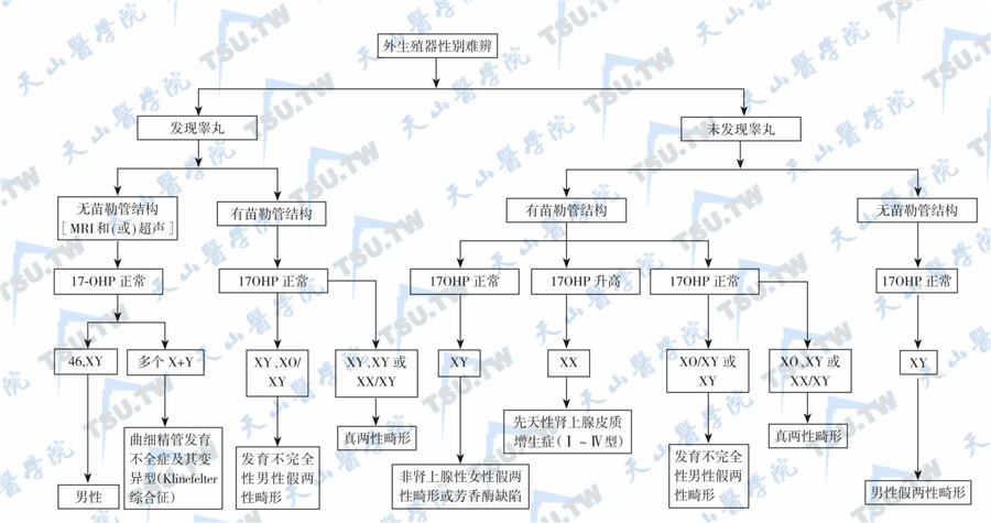  性分化与性发育异常的鉴别诊断