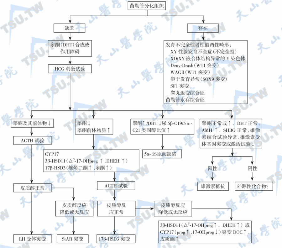  男性性发育障碍的病因诊断