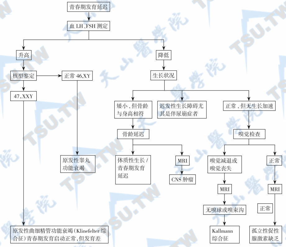 男性青春期发育延迟的鉴别诊断；注：CNS：中枢神经系统
