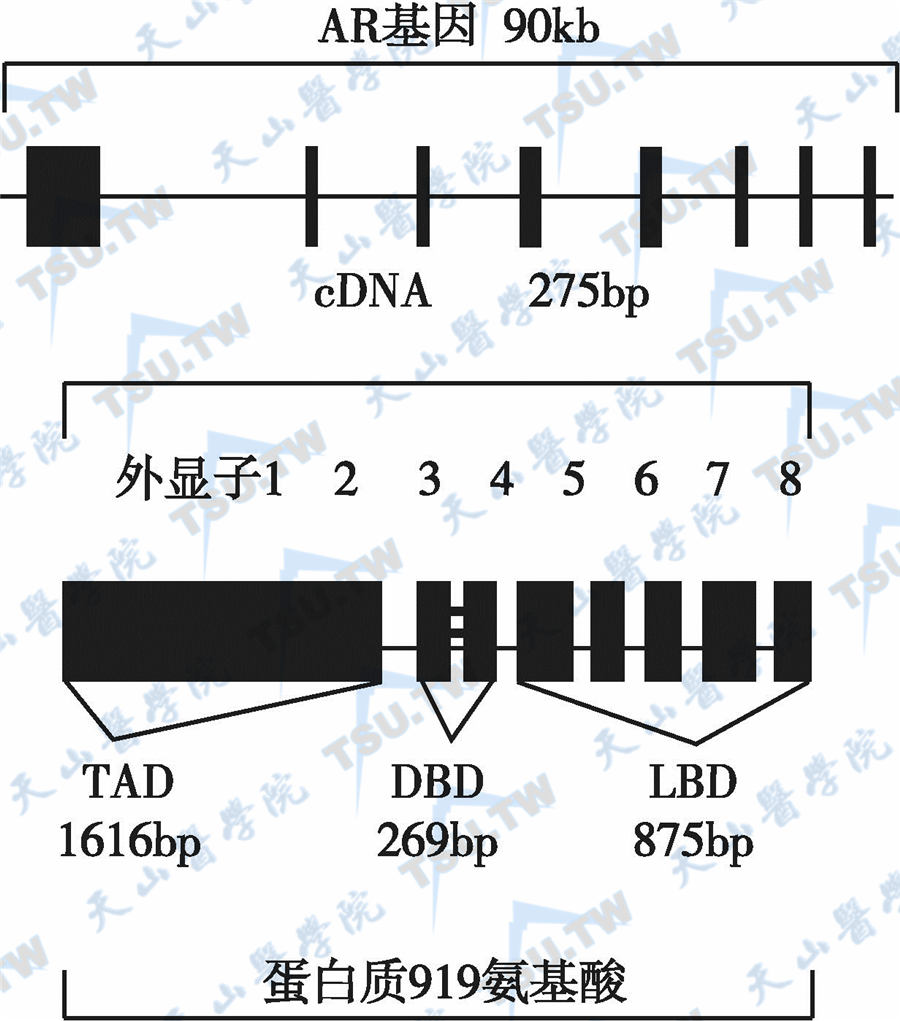 雄激素不敏感综合征：雄激素受体缺陷症的病因和发病机制