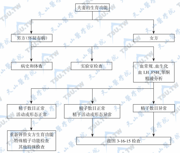  夫妻生育功能评价