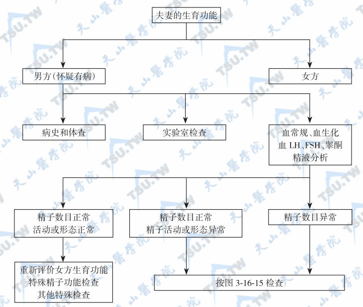  夫妻生育功能评价