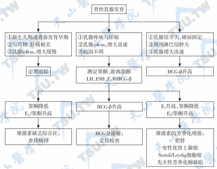  根据临床表现鉴别男性乳腺发育病因