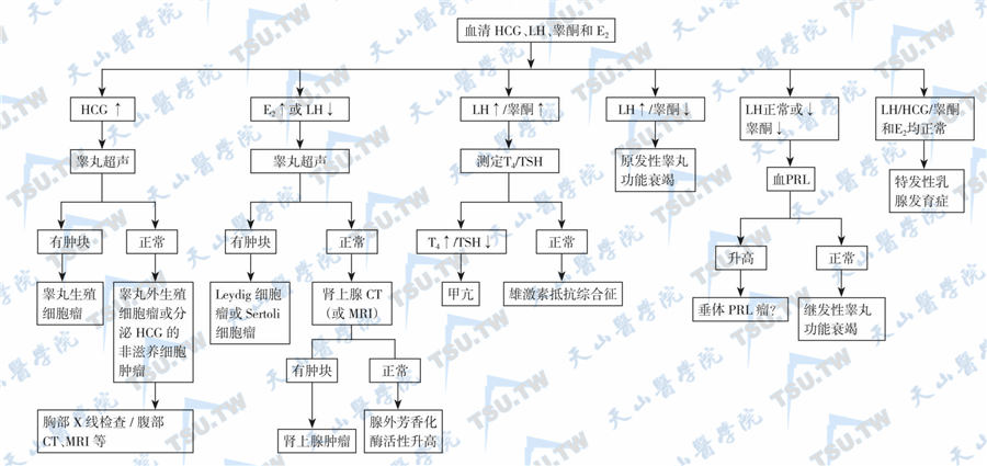  根据激素测定鉴别男性乳腺发育病因