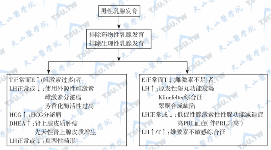  病理性男性乳腺发育的鉴别诊断